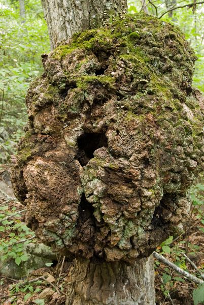 Tree Gall None