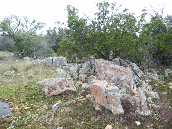 Tree in Rock None