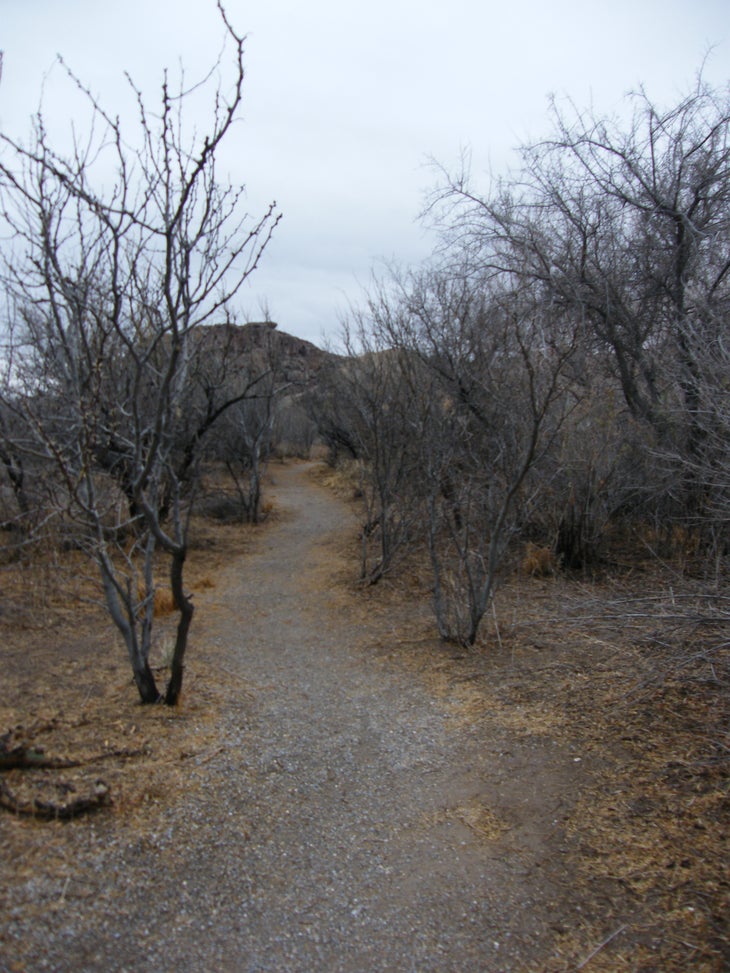 Tree-lined trail. None