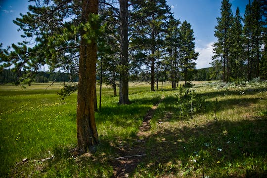 Tree-Lined Trail None