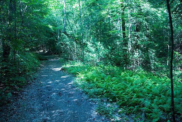 Tree-shaded trail None