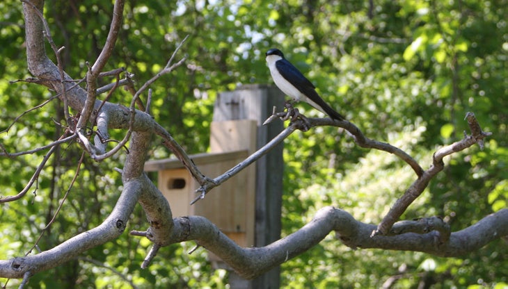 Tree swallow None