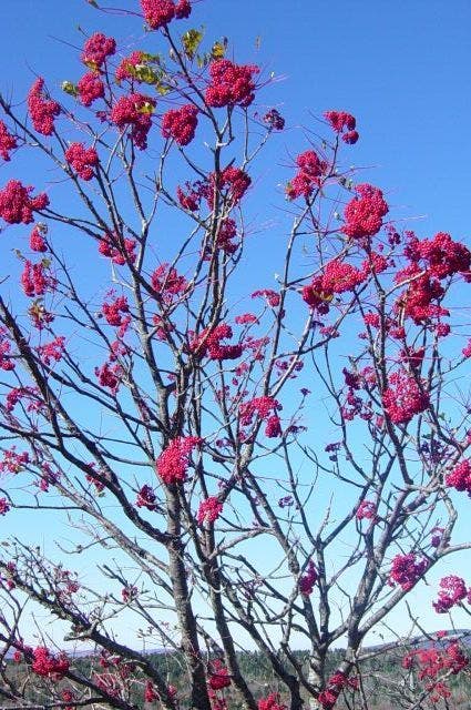 Tree with red berries None