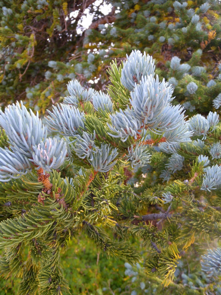 Trees None