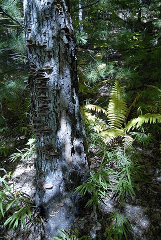 Trees on Trail None