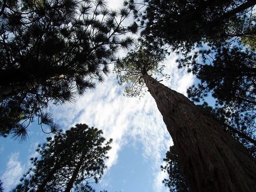 Trees None