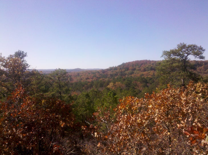 Treetop Vistas None