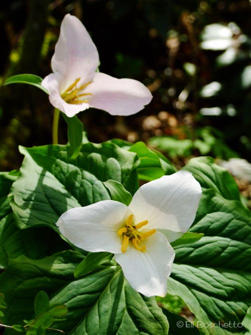 Trillium None