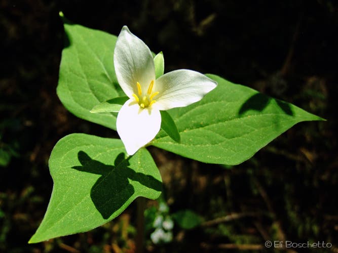 Trillium None