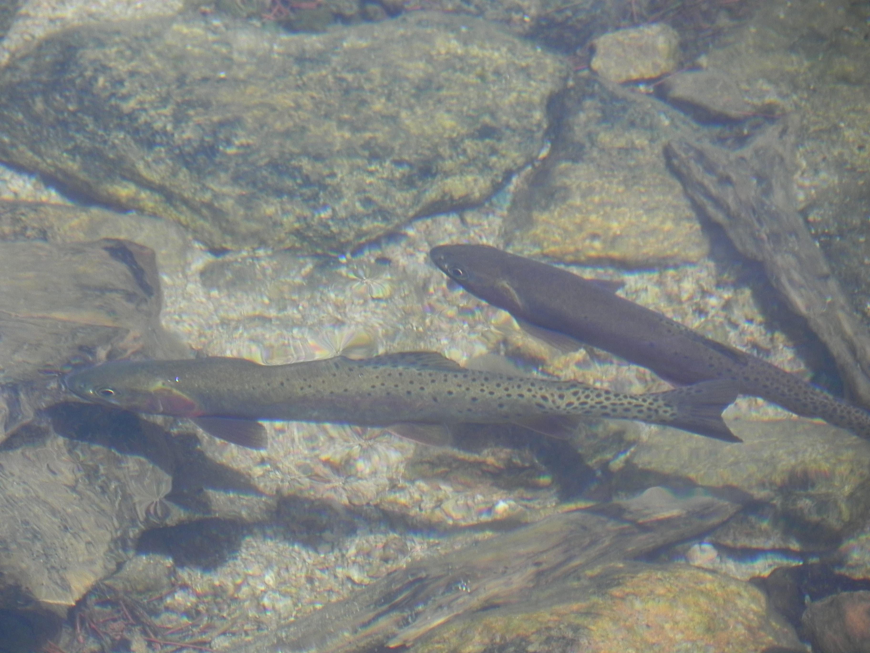 Trout in Shoal Lake None