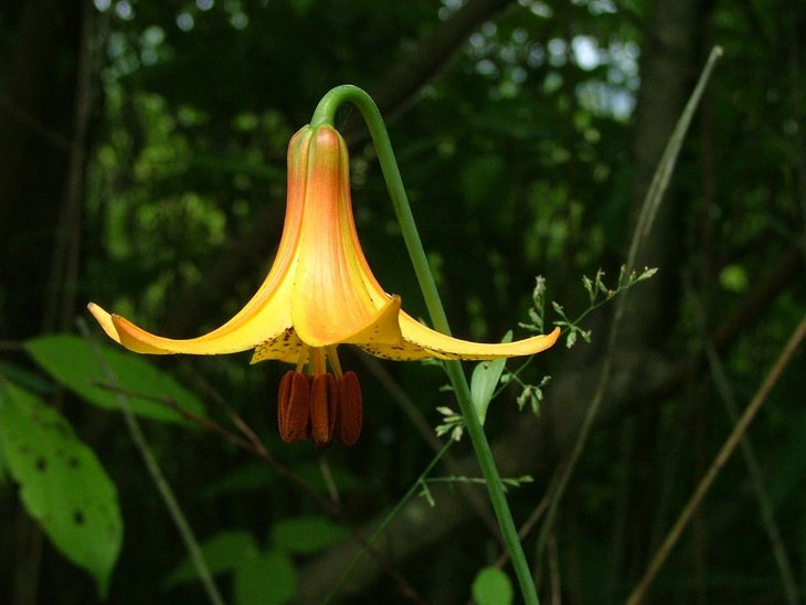 Trout Lily None
