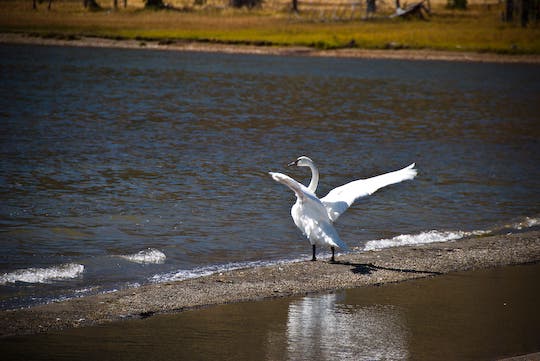 Trumpeter Swan None