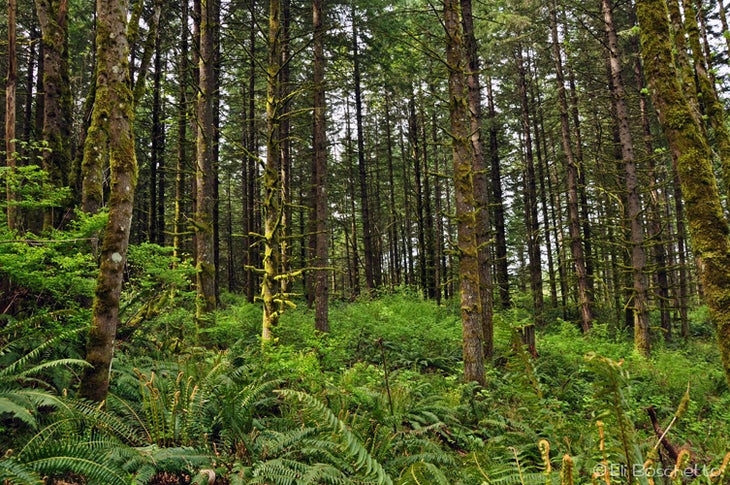 Tualatin Forest None