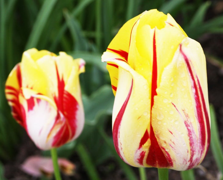 Tulips grow near the entrance to Ellis Island None