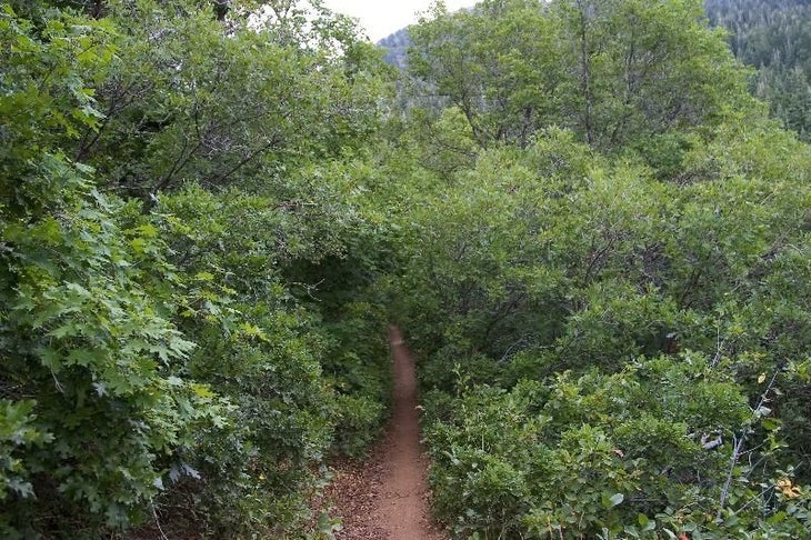 Tunnel of Oaks None