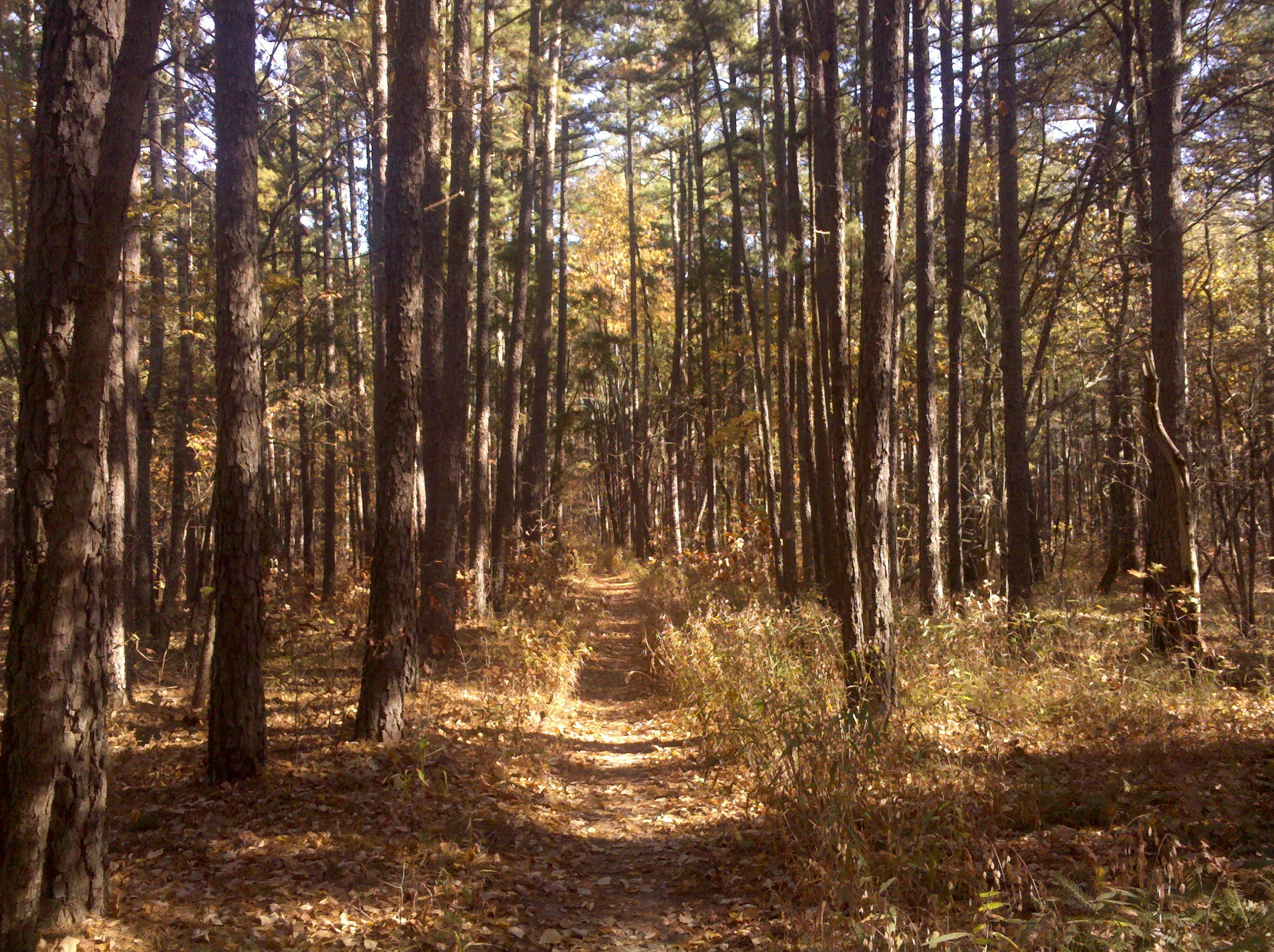Tunnel Of Trees None