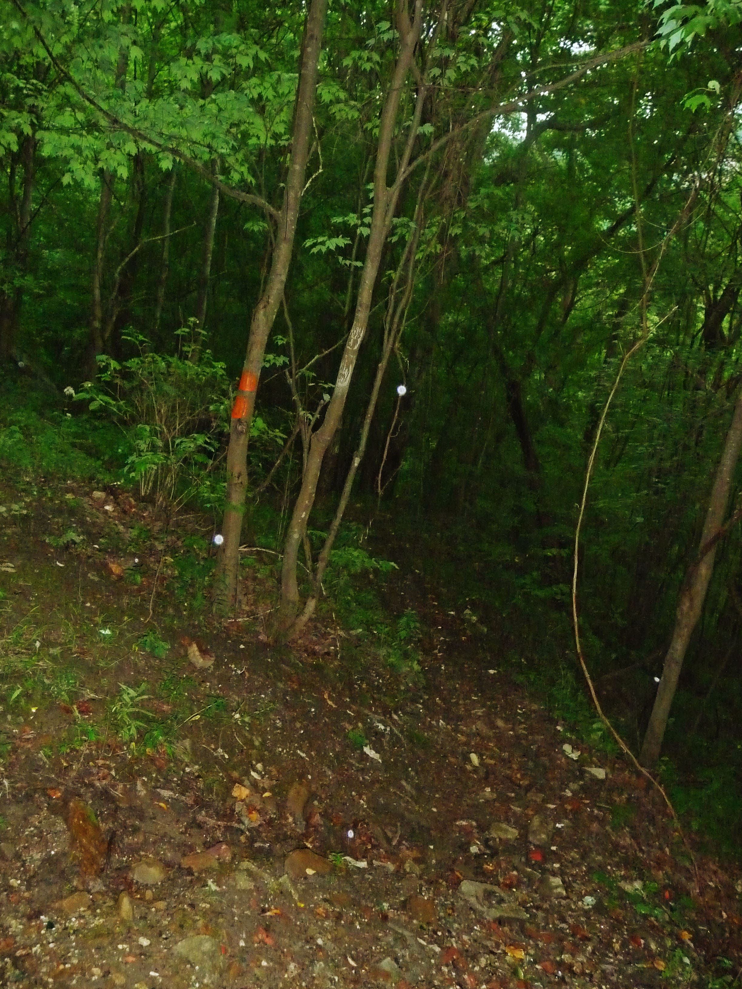 Turn right to head back to main trail None