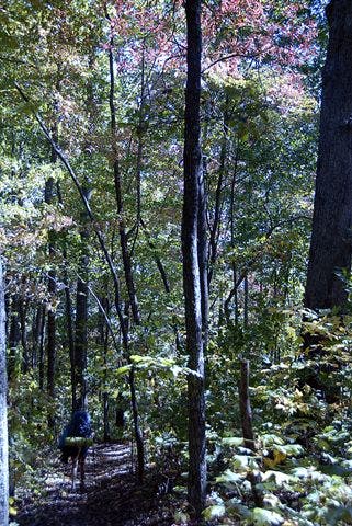 Typical Trail View None