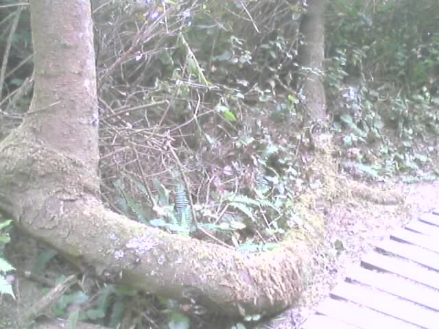 U tree. None
