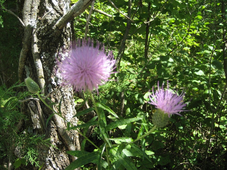 Understory None