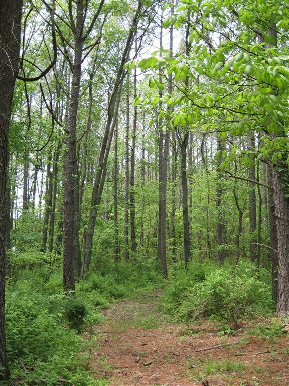 Understory None
