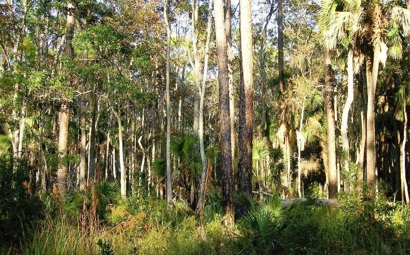 Upland Estuary Forest None