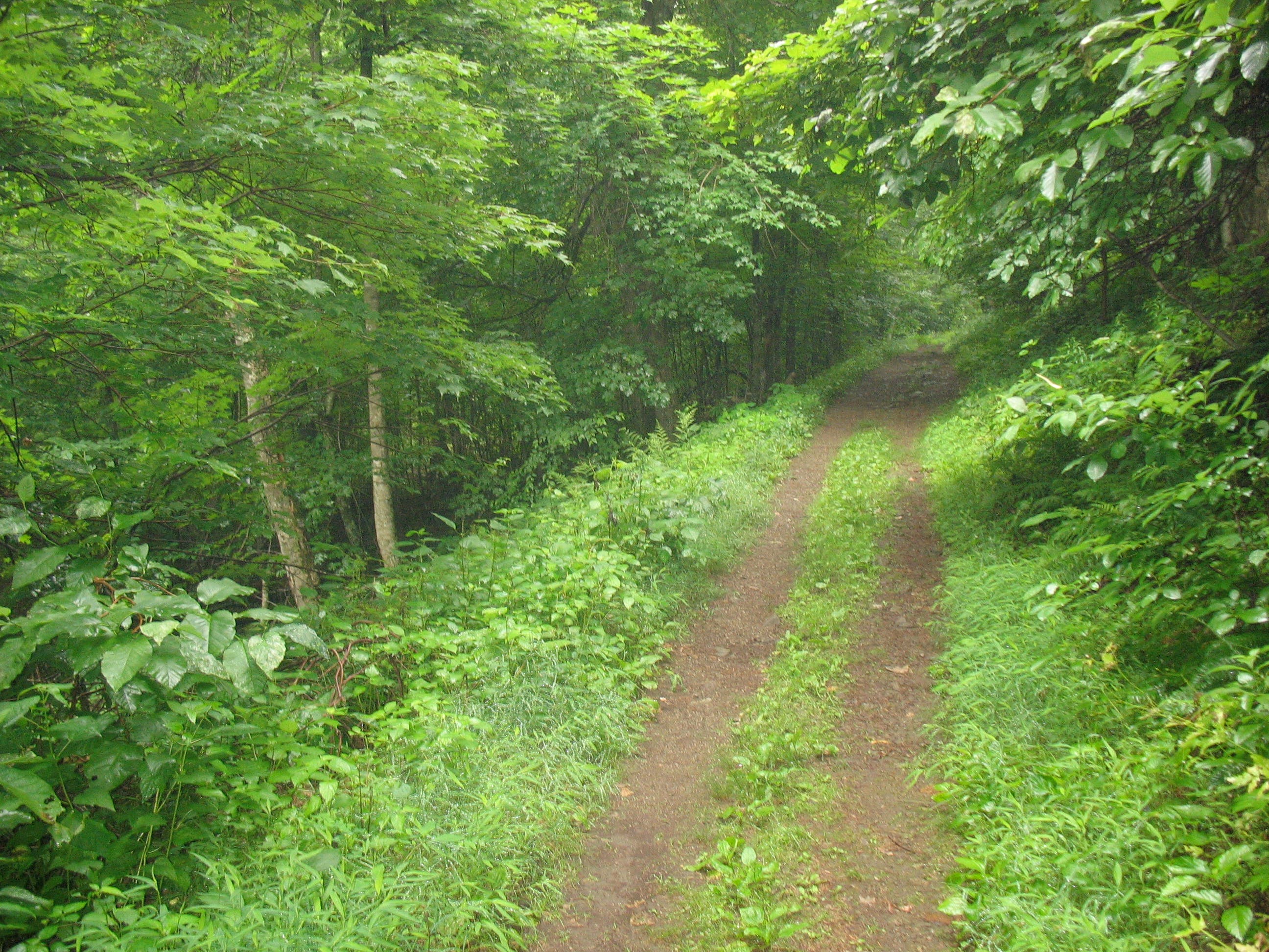 Upper Crabtree Falls Trail None