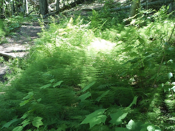 Vegetation None