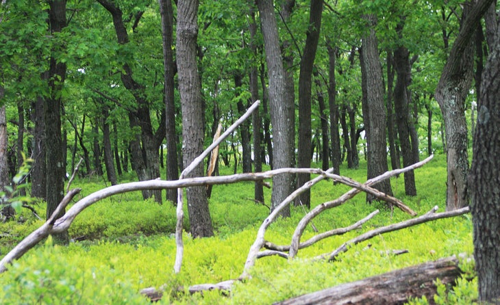 Verdant Forest None