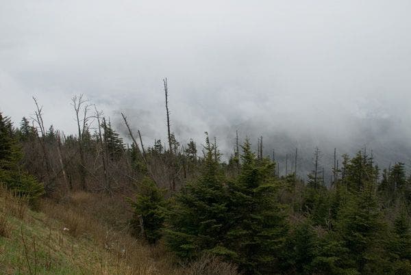 View from Clingmans Dome Road None