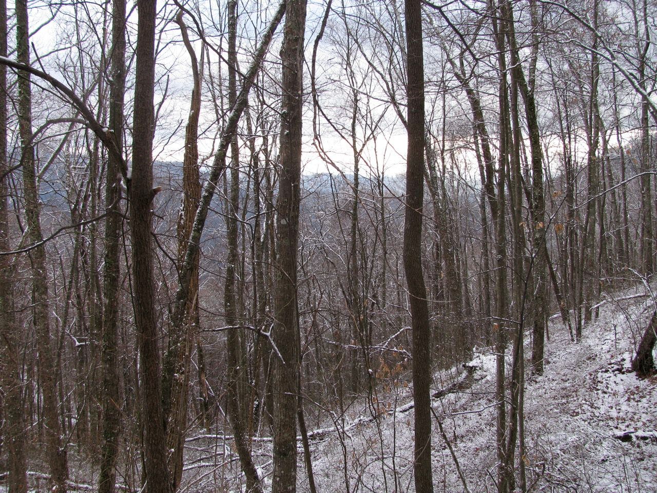 View from Long Hungry Ridge Trail None