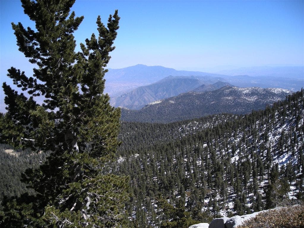 View from Miller Peak None