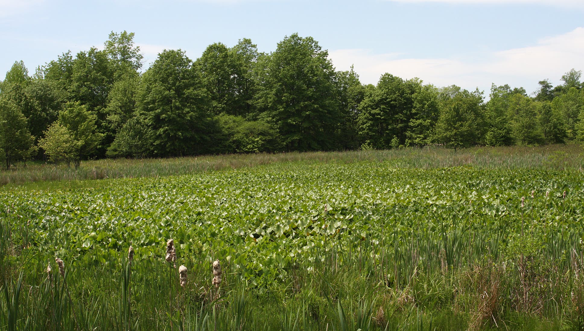 View from Sportsmen None