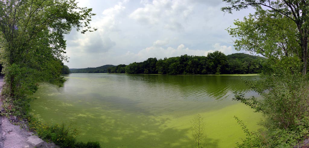 View of Radnor Lake None