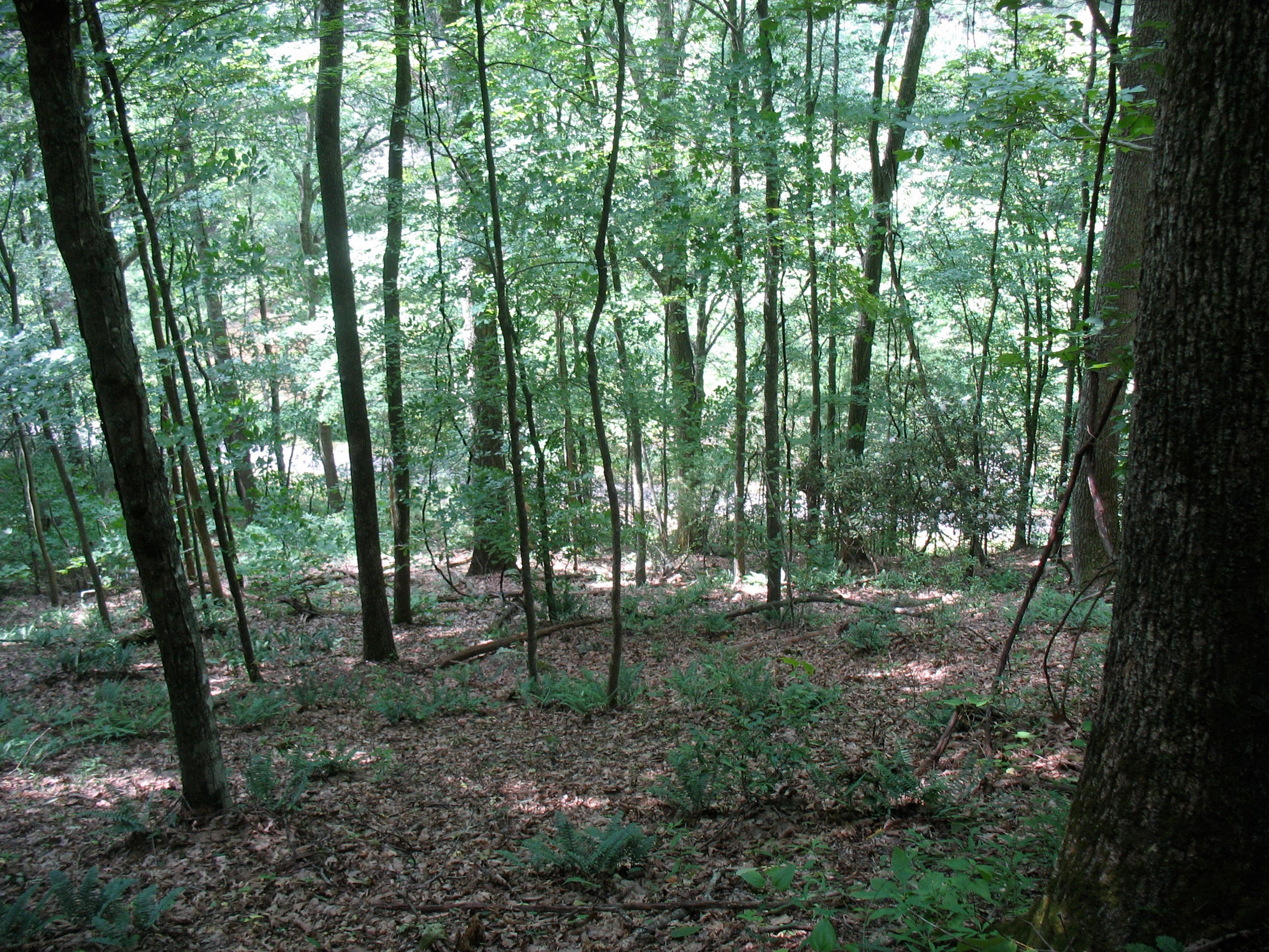 View of Virginia Creeper Trail None