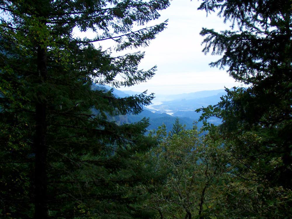 View through the trees None