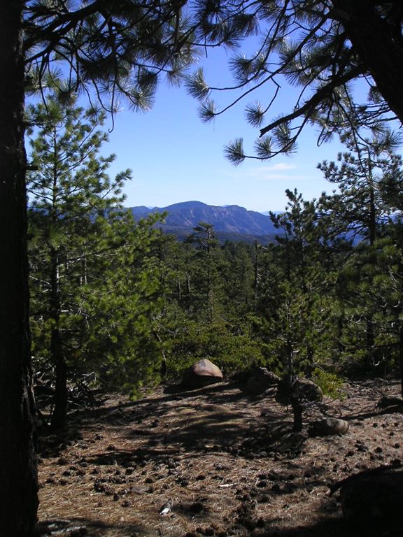 View west through the pines None