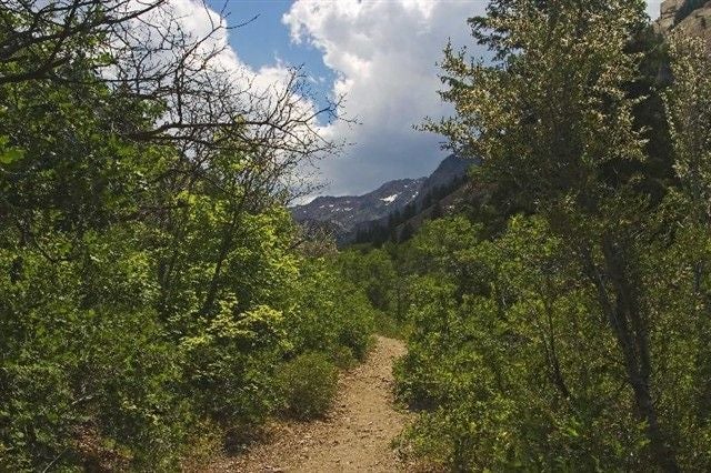 Views from the trail None