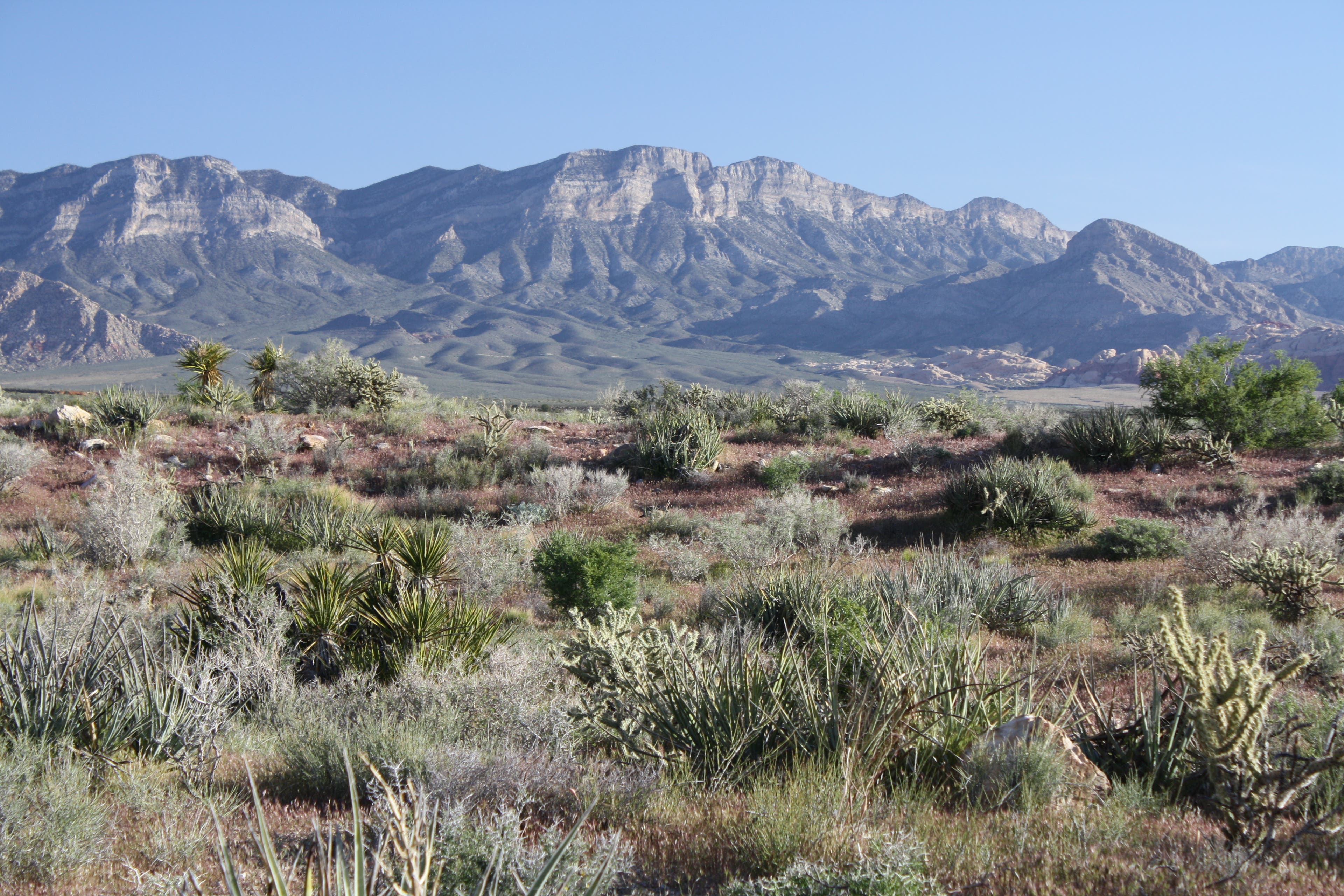 Views north of Calico Basin None