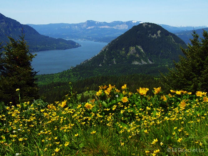 Views of the Columbia River and Wind Mountain None