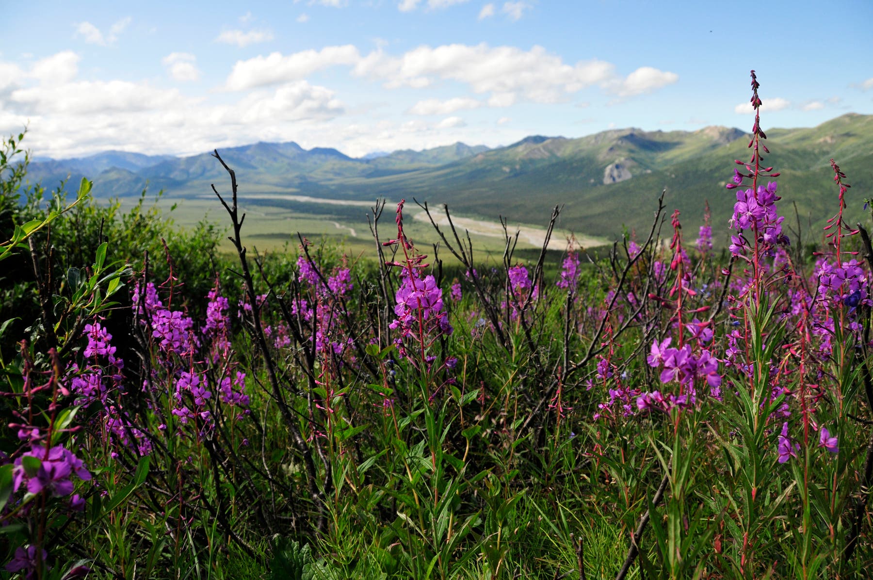 Views of the Teklanika River Valley None
