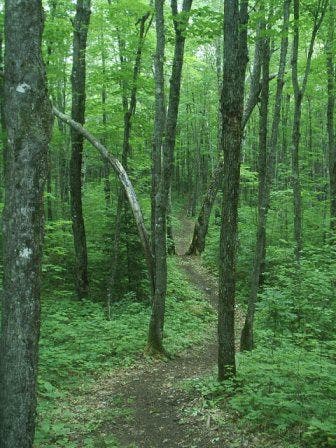 Walk in the woods None