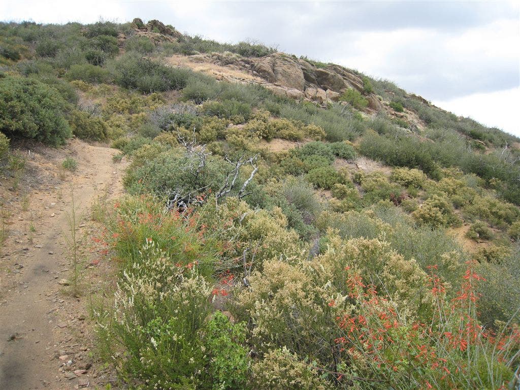Walking across Pine Mountain None
