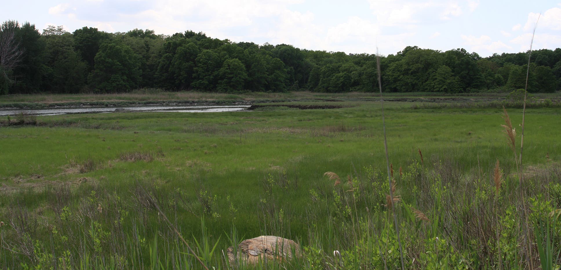 Walking between marsh and lagoon None
