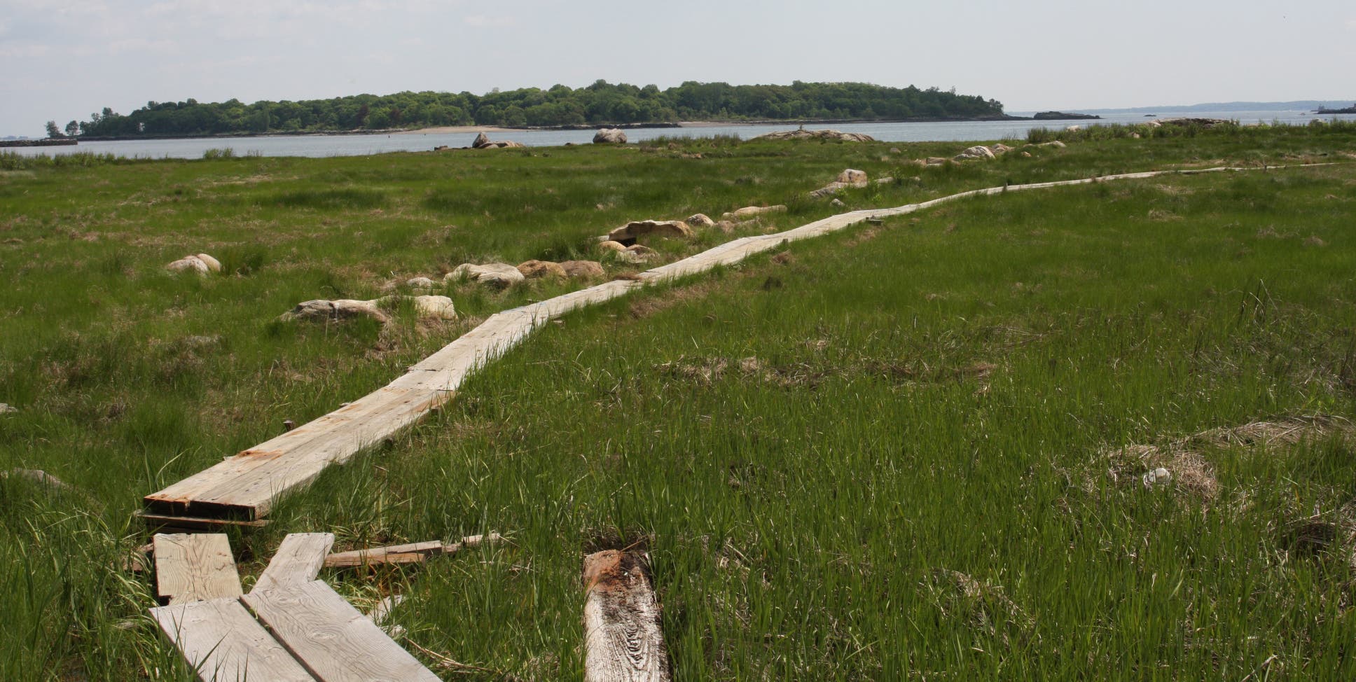 Walkway through marshland None