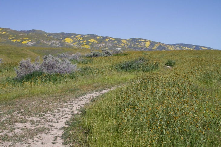 Wallace Creek Trail None