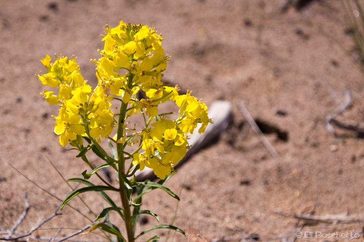 Wallflower None
