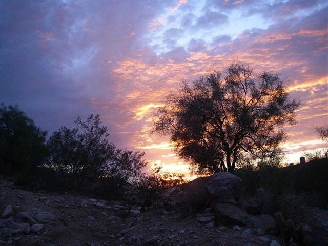 Well-placed rocks guide you part of the way through the wash way, but also expect to pick your way over and around boulders. A tree standing out against the sun along the rocky-bottomed wash.