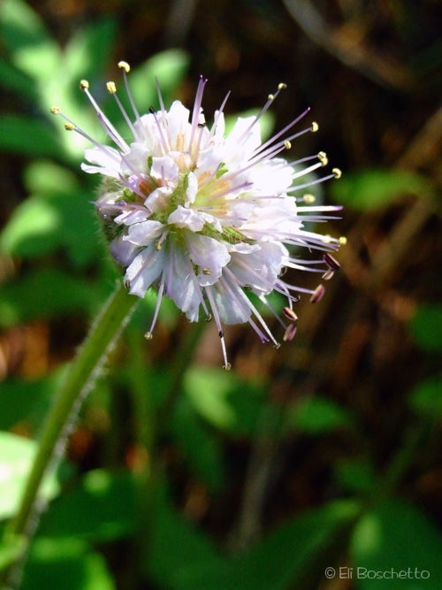 Waterleaf None