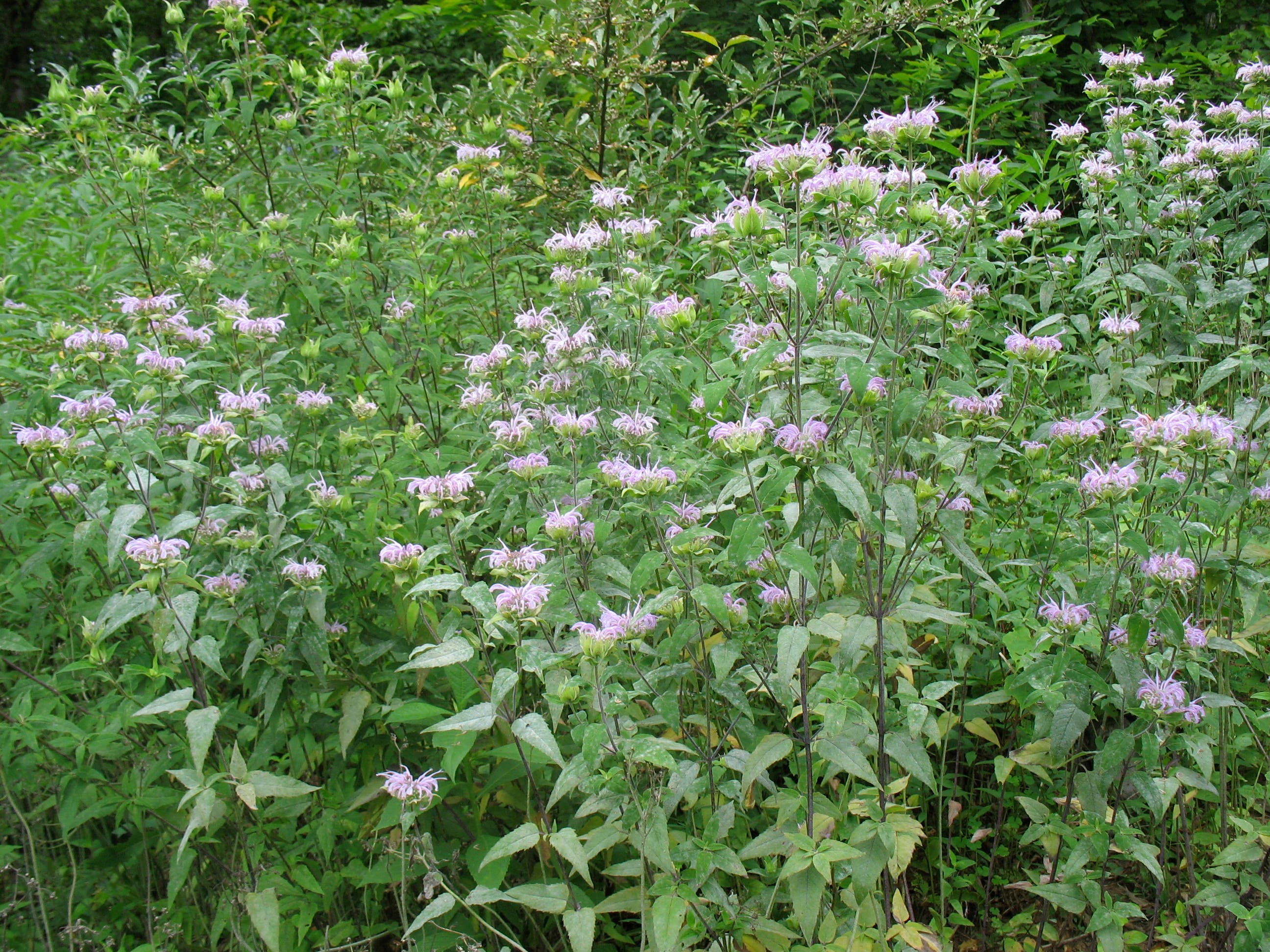 Waterside Wildflowers None
